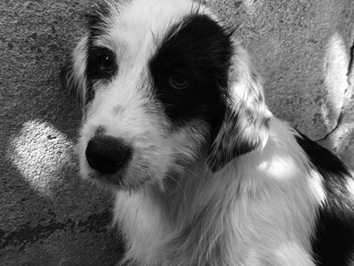 MOCCA