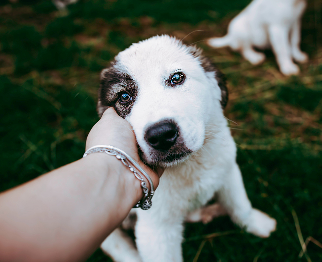 quienes_somos_iimagen3