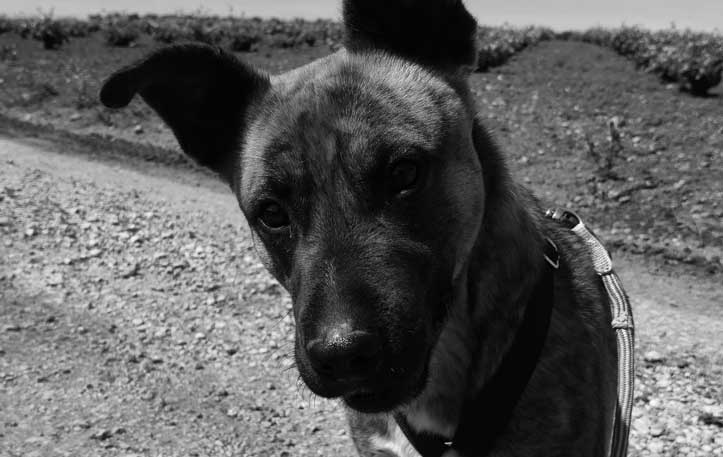 BERTI