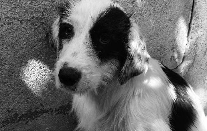 MOCCA