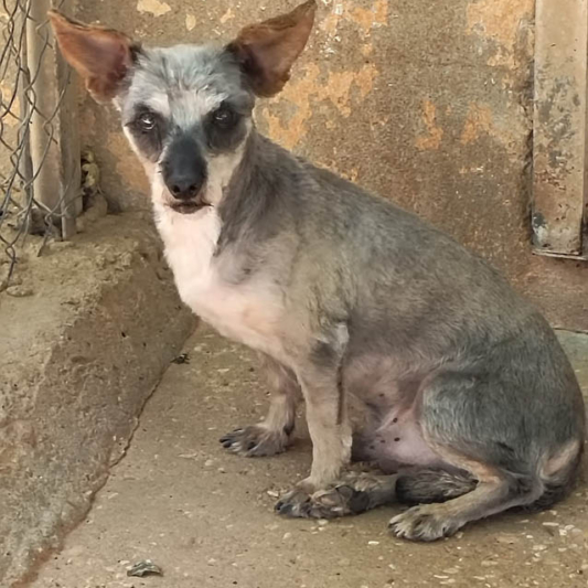 01_Lemur
