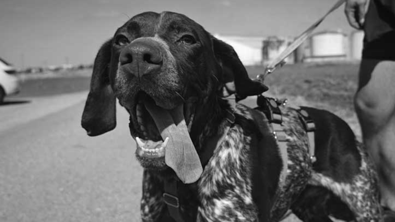 LEIVA